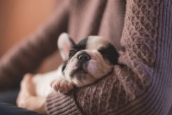 Cani Genova parvovirosi