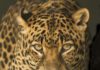Leopardo sbrana bambina in India