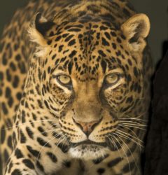Leopardo sbrana bambina in India