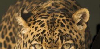 Leopardo sbrana bambina in India