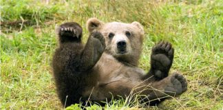 Bambino nel bosco salvato da un orso