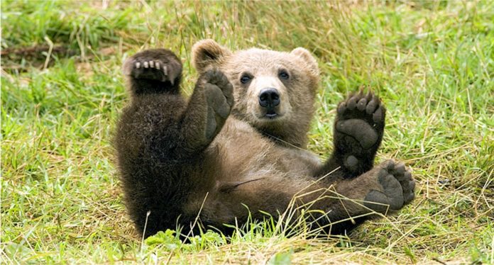 Bambino nel bosco salvato da un orso