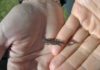 Salamandra genetica