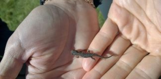 Salamandra genetica