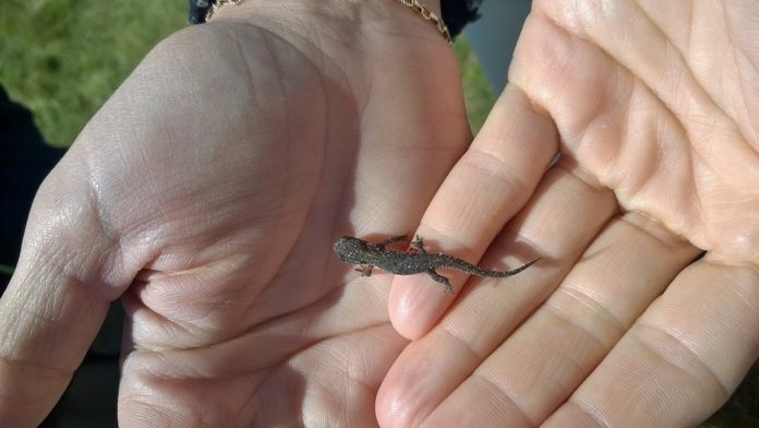 Salamandra genetica