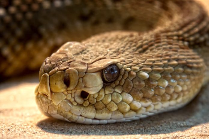 Serpente water