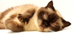 Gatto domestico