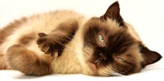 Gatto domestico