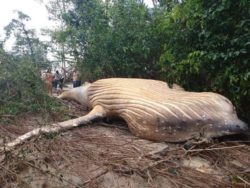 Balena spiaggiata a Rio delle Amazzoni