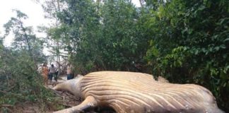 Balena spiaggiata a Rio delle Amazzoni