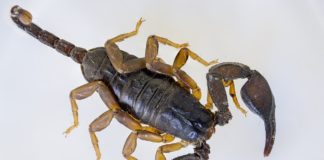 Scorpione aereo
