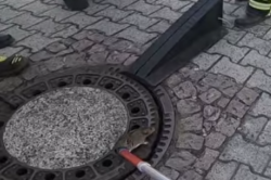 topo liberato dai vigili del fuoco
