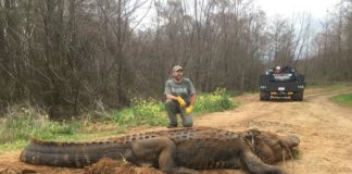 coccodrillo