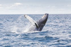Balena inghiotte e risputa uomo