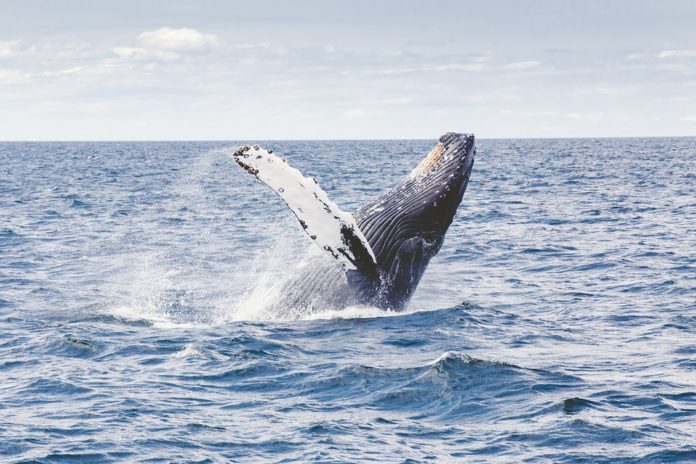 Balena inghiotte e risputa uomo