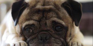 Carlino caratteristiche razza