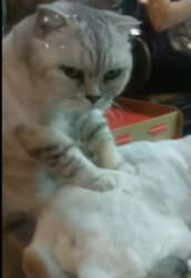 Gattini video you tube