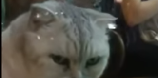 Gattini video you tube