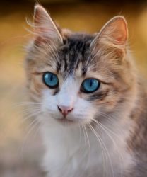 Gatto i segnali per capire se ci ama