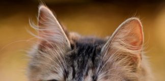 Gatto i segnali per capire se ci ama