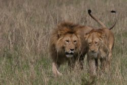 sbranato da due leoni che allevava in giardino di casa