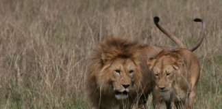 sbranato da due leoni che allevava in giardino di casa
