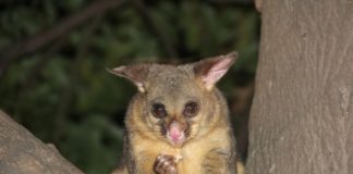 Opossum animale in casa