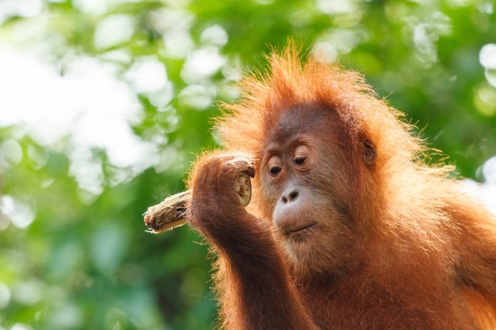 Orango in valigia contrabbando specie protette