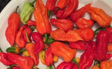 Ghost Chili le cose da sapere