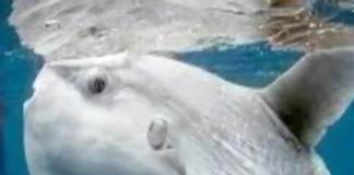 Pesce luna Mola Tecta