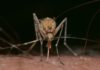 Zanzara animale più mortale al mondo