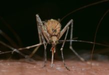 Zanzara animale più mortale al mondo