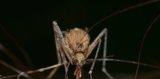 Zanzara animale più mortale al mondo