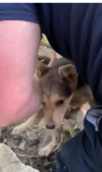 Cagnolino salvo