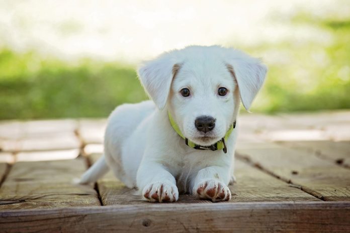 Pensavano che fosse morto ma il cane era vivo
