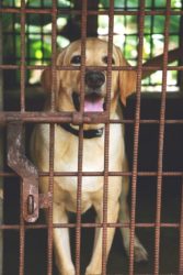 Cani rapiti per essere cucinati ristoranti coreani