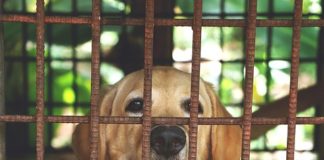Cani rapiti per essere cucinati ristoranti coreani