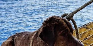 Cane salvato dalle acque