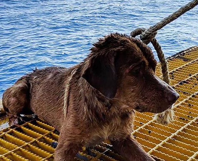 Cane salvato dalle acque