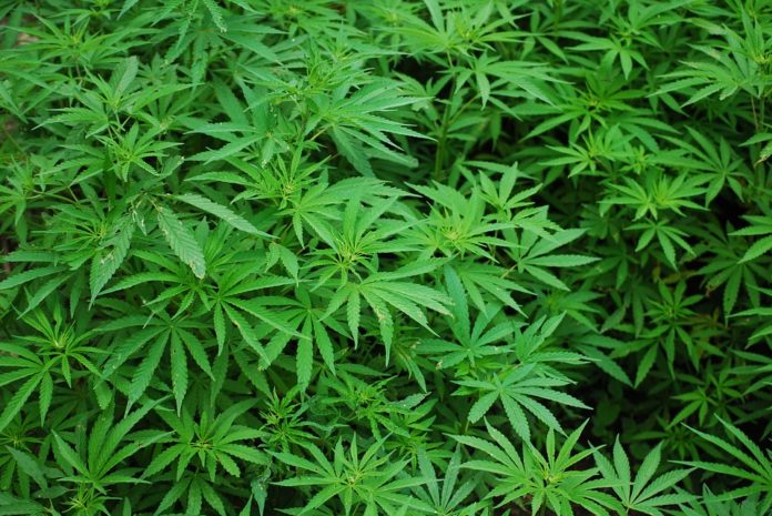 Mangiare dolci cannabis
