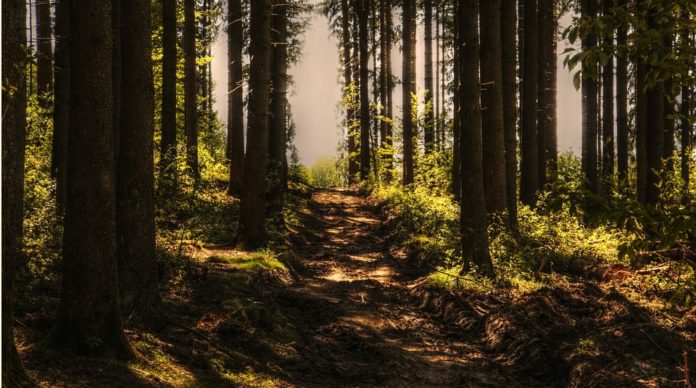 Deforestazione dati sempre più preoccupanti