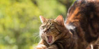 Australia pinao per sterminare 2 miloni di gatti