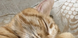 Felino ceneri nello Spazio