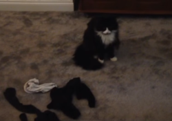 gatto ruba collant vicini