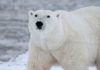 Orso polare salvato in elicottero