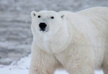Orso polare salvato in elicottero