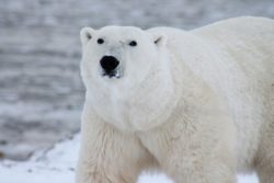 Orso polare salvato in elicottero