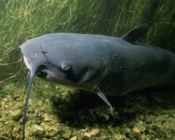 Pesce gatto divora anatre laghetto