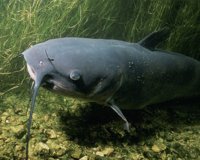 Pesce gatto divora anatre laghetto