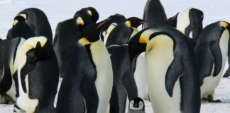 Antartide affonda strato di ghiaccio pinguini imperatore affogati